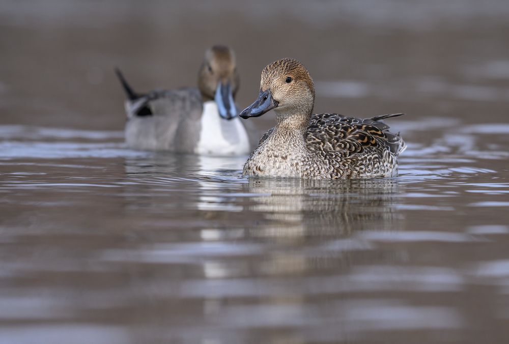 Mrs. & Mr. Northern Pintail