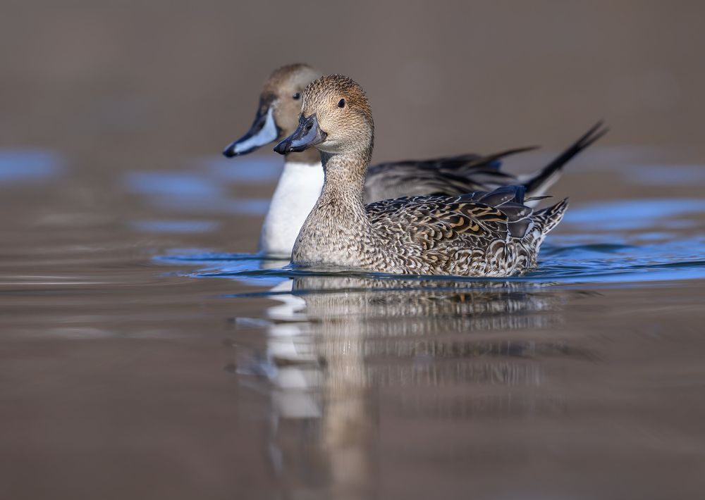 Mrs. & Mr. Northern Pintail