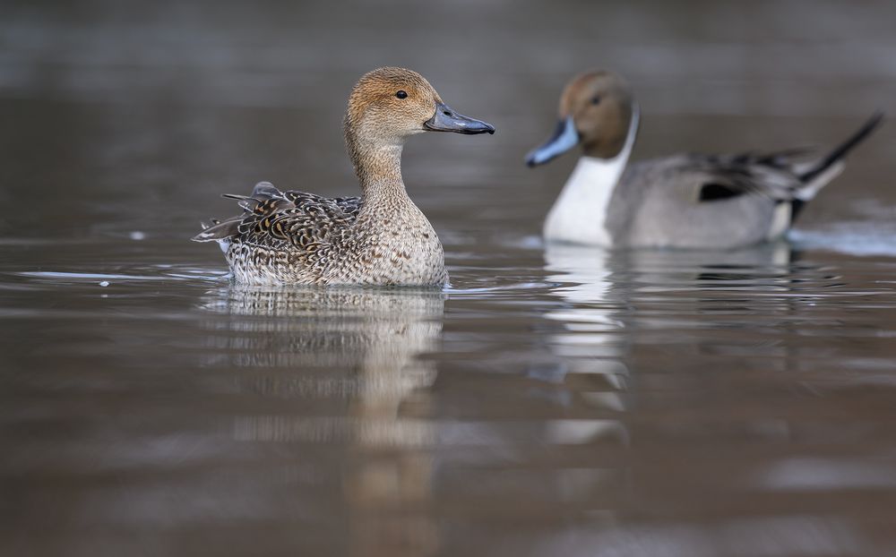 Mrs. & Mr. Northern Pintail