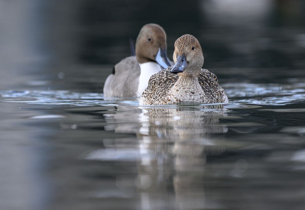 Mrs. & Mr. Northern Pintail