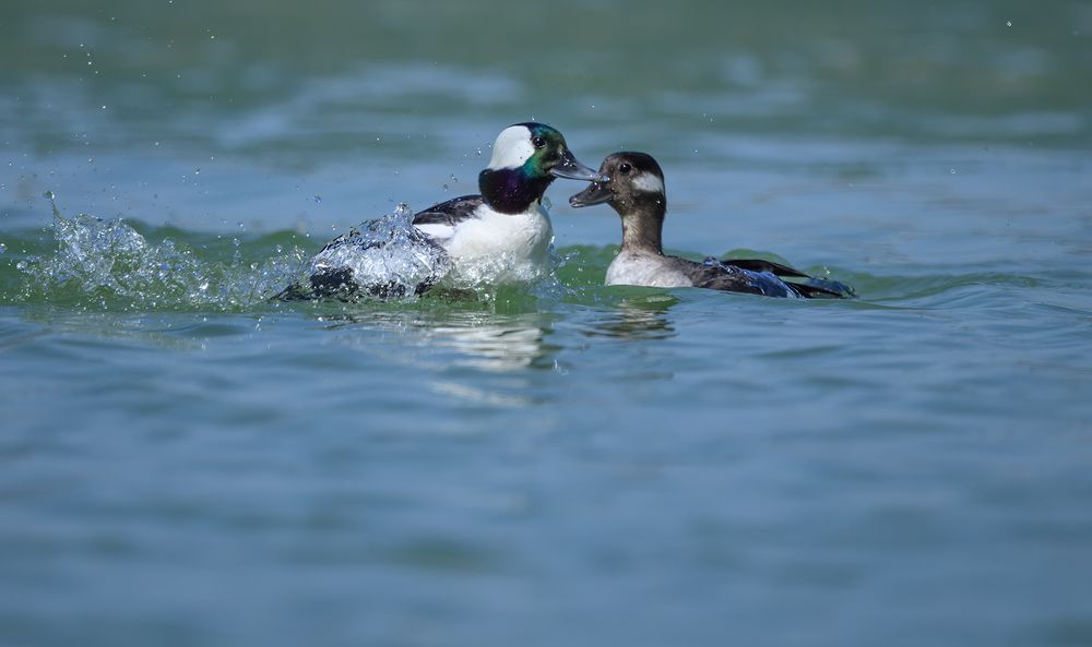 Mrs. & Mr. Bufflehead