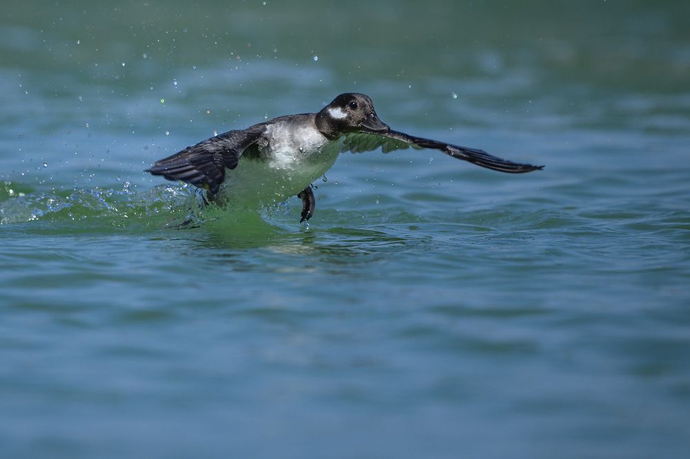 Mrs. & Mr. Bufflehead