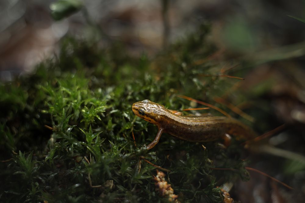 Тритоны обыкновенные (Lissotriton vulgaris)