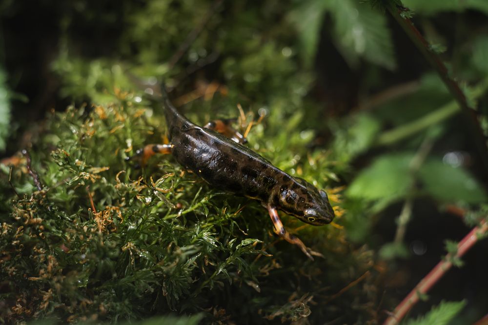 Тритоны обыкновенные (Lissotriton vulgaris)