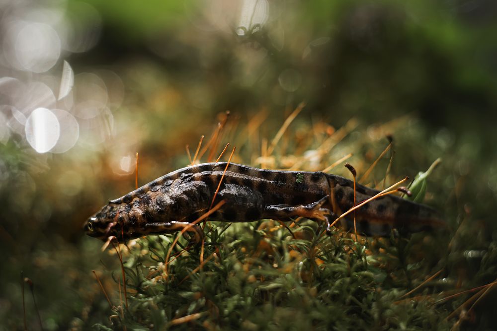 Тритоны обыкновенные (Lissotriton vulgaris)