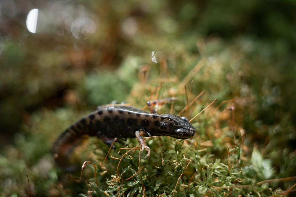 Тритоны обыкновенные (Lissotriton vulgaris)