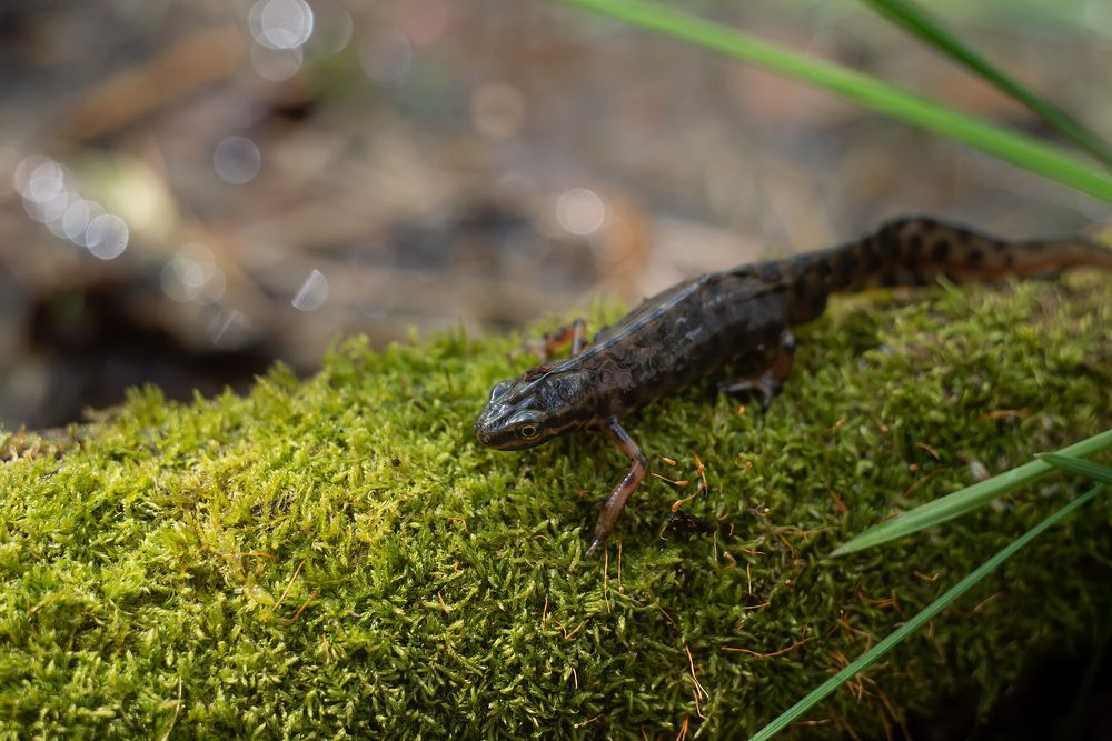 Тритоны обыкновенные (Lissotriton vulgaris)