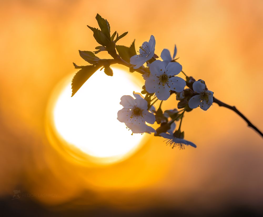 Цветки вишни на закате
