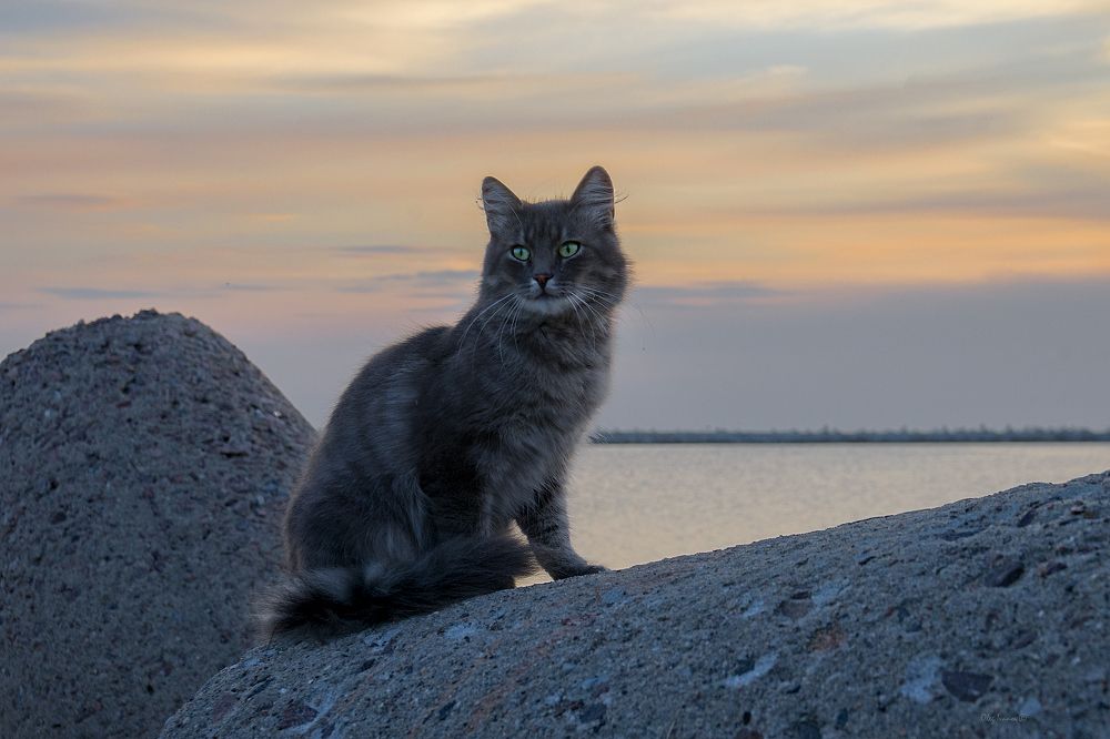 О балтийских котах и кошечках