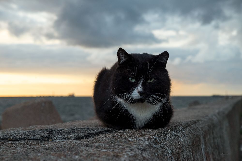 О балтийских котах и кошечках