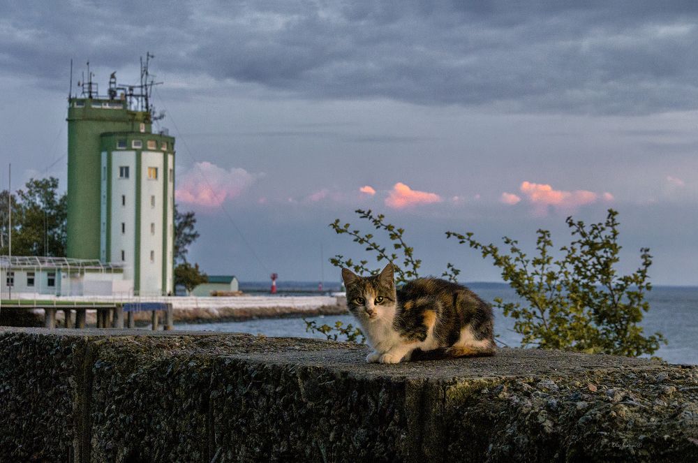 О балтийских котах и кошечках