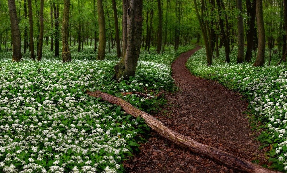Spring