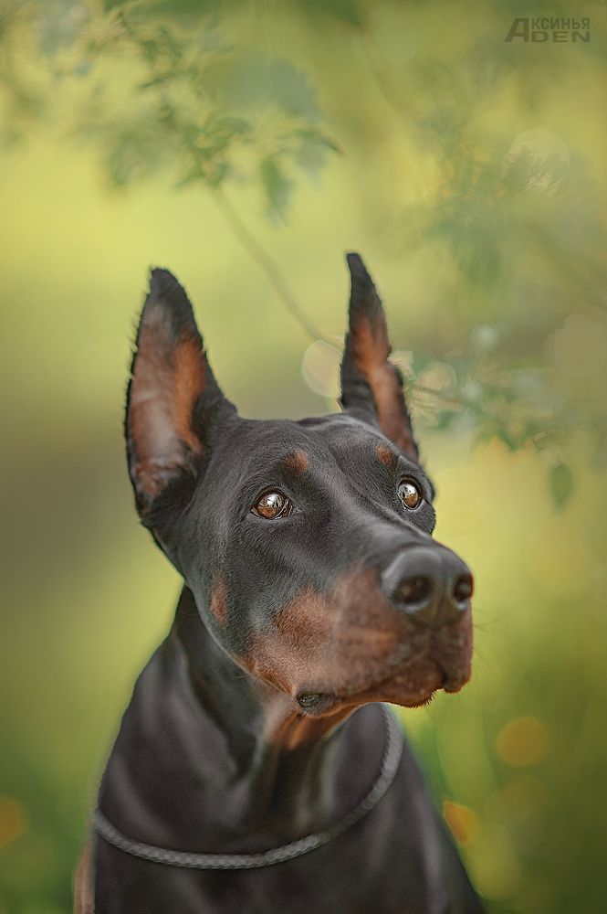 Photo 2418237