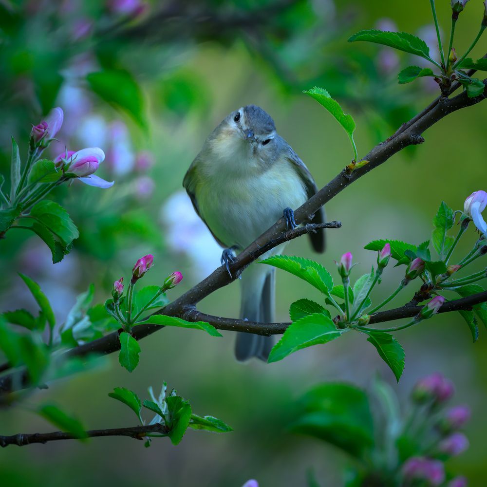 Warbling Vireo