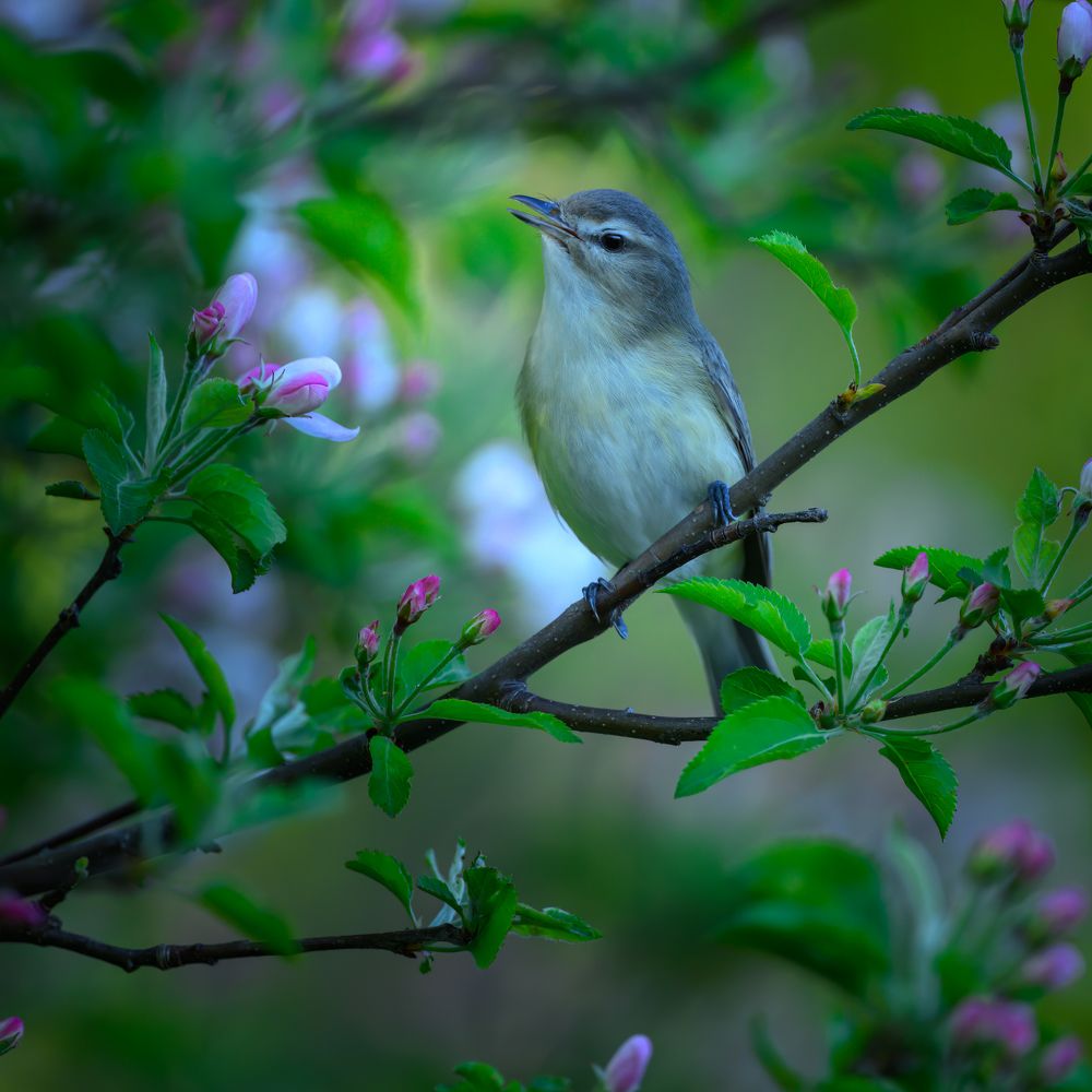 Warbling Vireo
