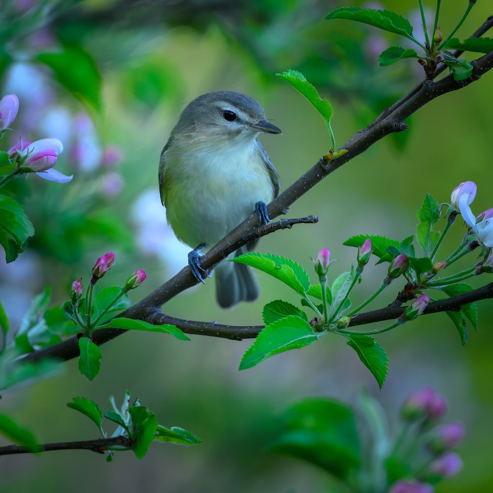 Warbling Vireo