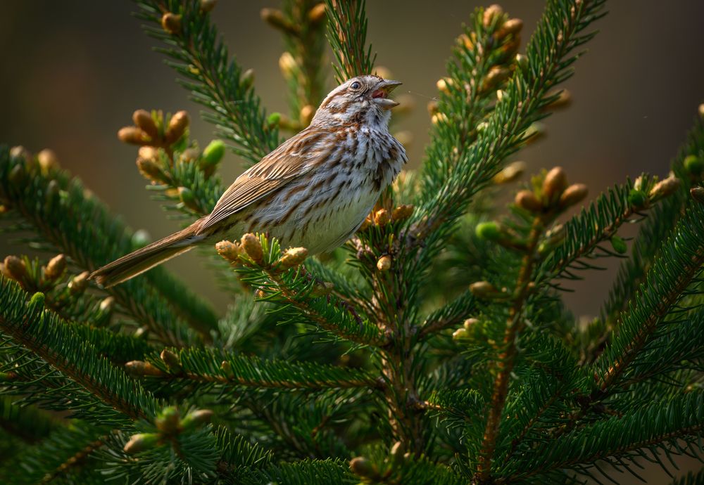 Song sparrow