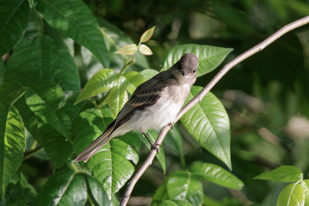 Photo 2419166