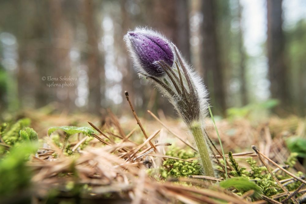 Прострел