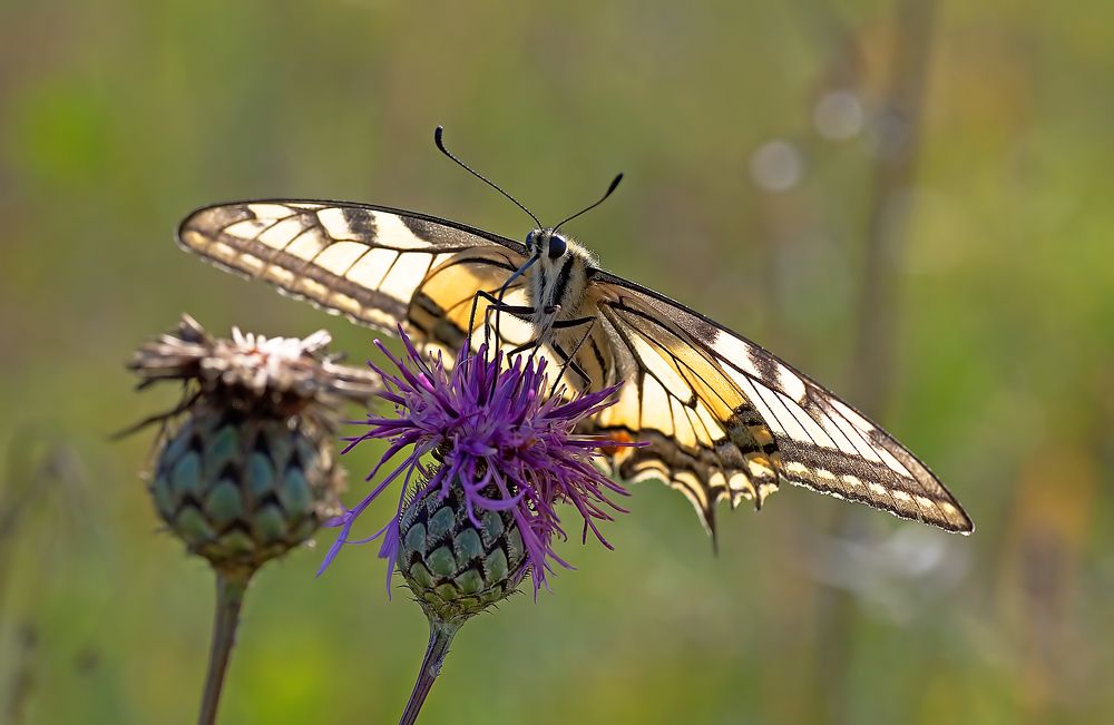 Махаон_Papilio machaon