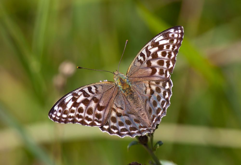 Перламутровка большая_ Argynnis paphia