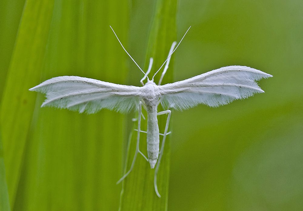 Птеродактиль_пальцекрылка сливовая_Pterophorus pentadactyla