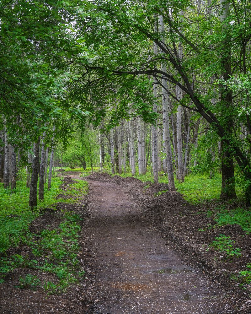 Пейзажи весеннего леса