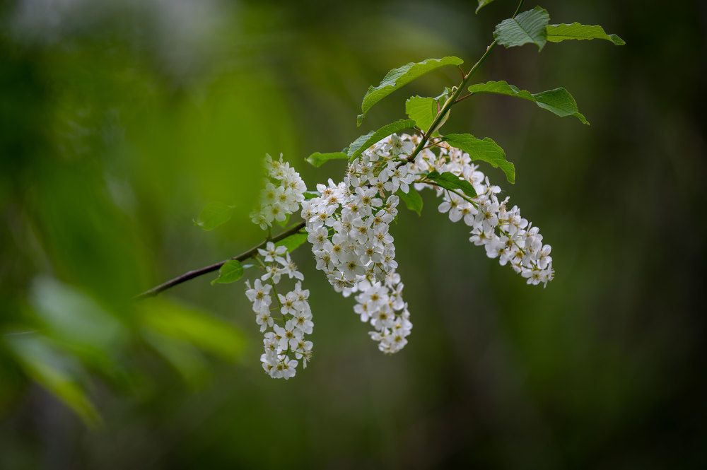 Пейзажи весеннего леса