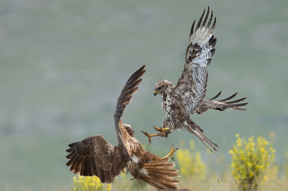 Wildlife