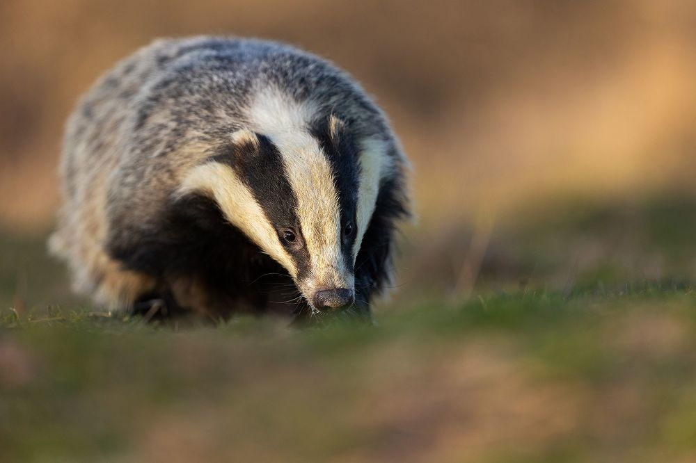 Wildlife