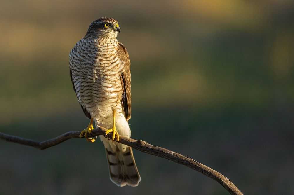 Wildlife