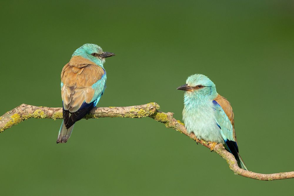 Wildlife