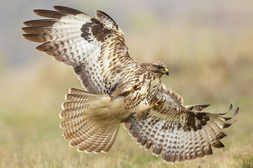 Wildlife