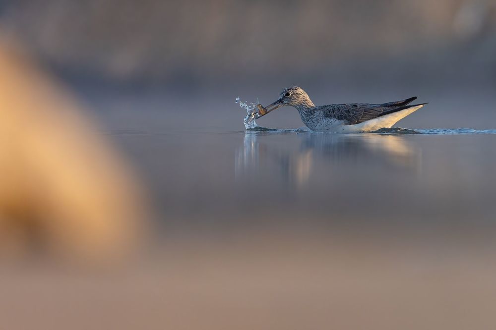 Wildlife