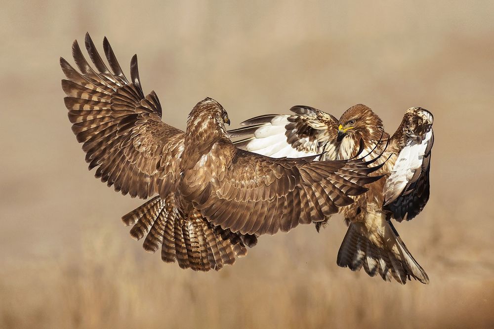 Wildlife