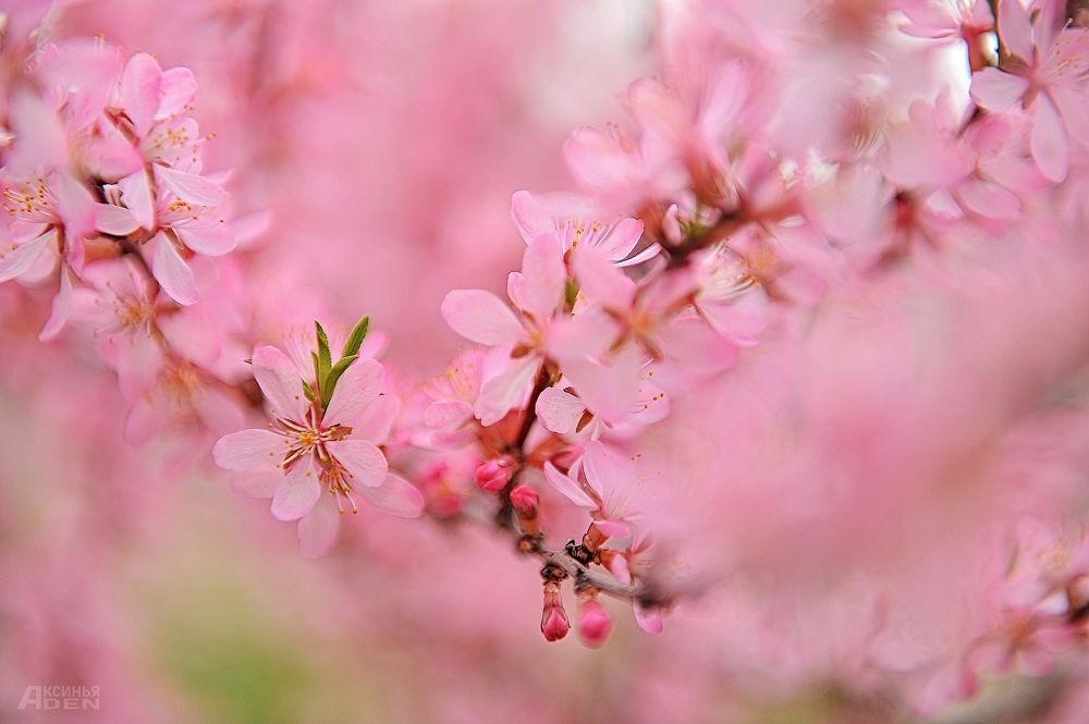 Photo 2420277