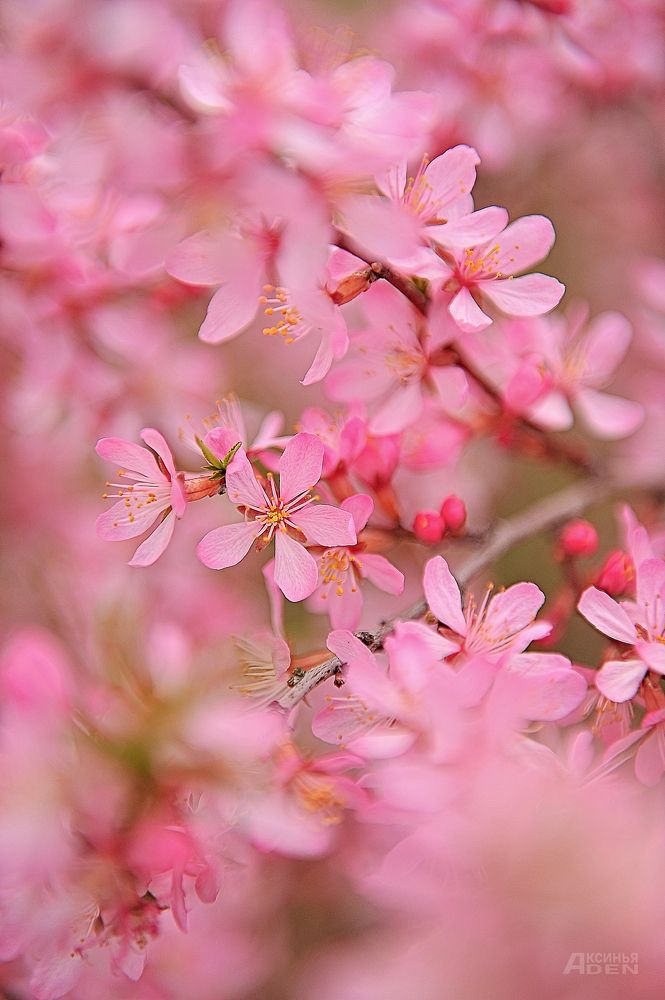 Photo 2420278