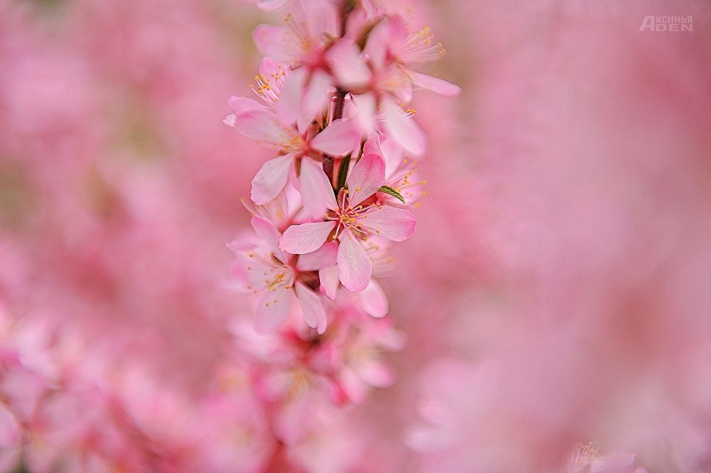 Photo 2420279