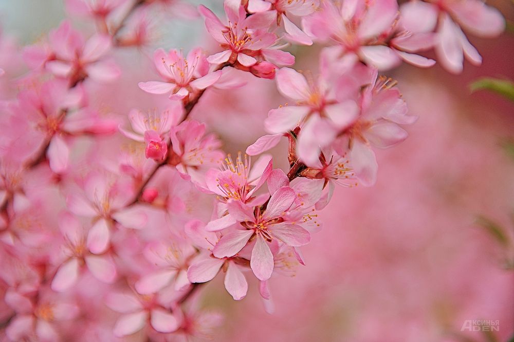 Photo 2420281