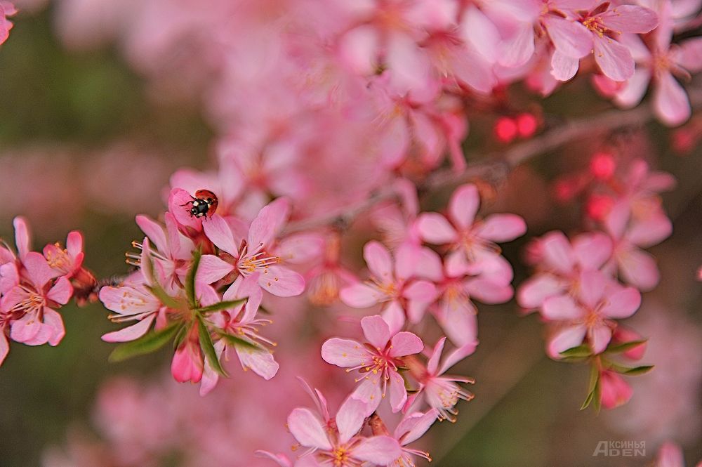 Photo 2420282