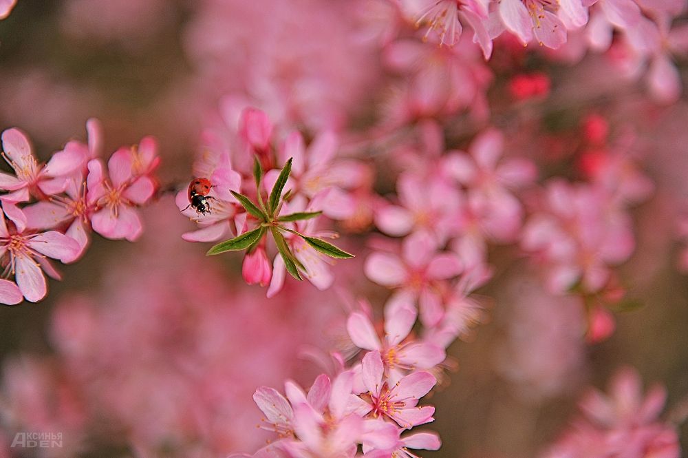 Photo 2420283