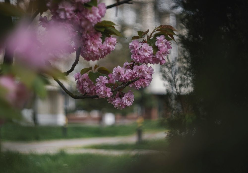 Аллея цветущих сакур.