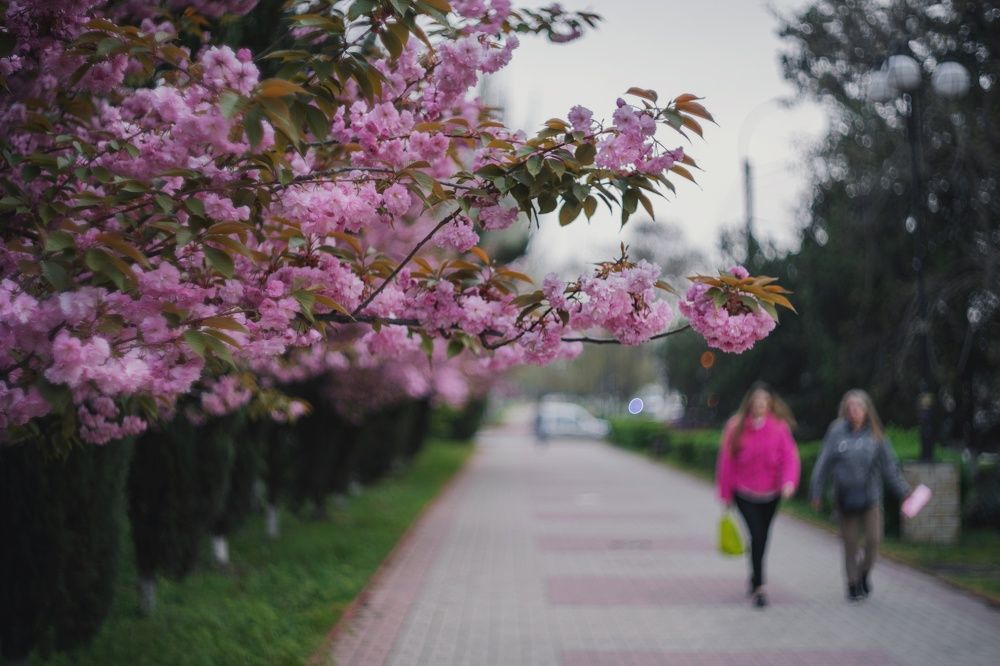 Аллея цветущих сакур.