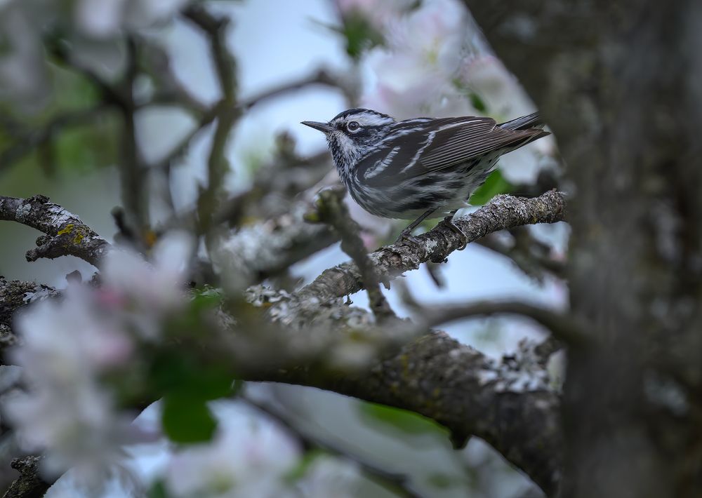 Black-and-white warbler