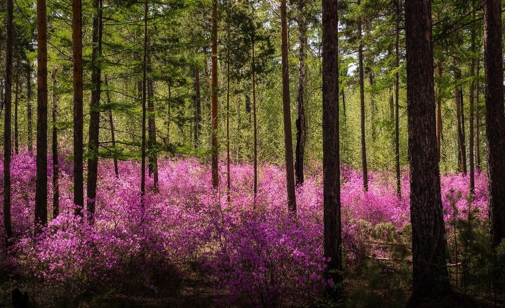 Майский лес