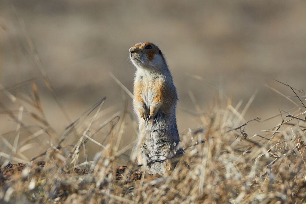 Photo 2420560