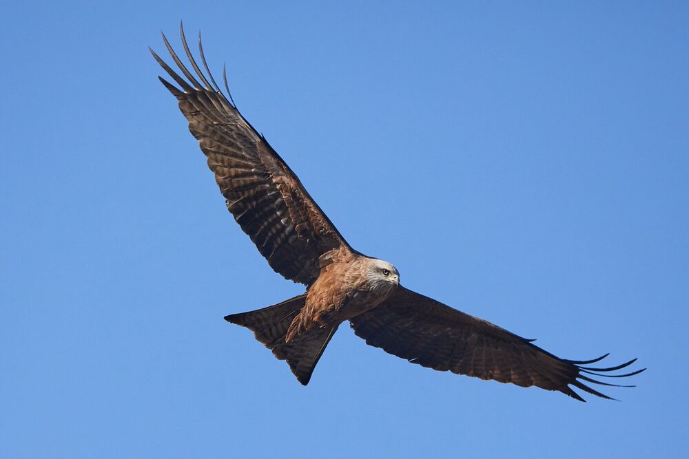 Photo 2420562