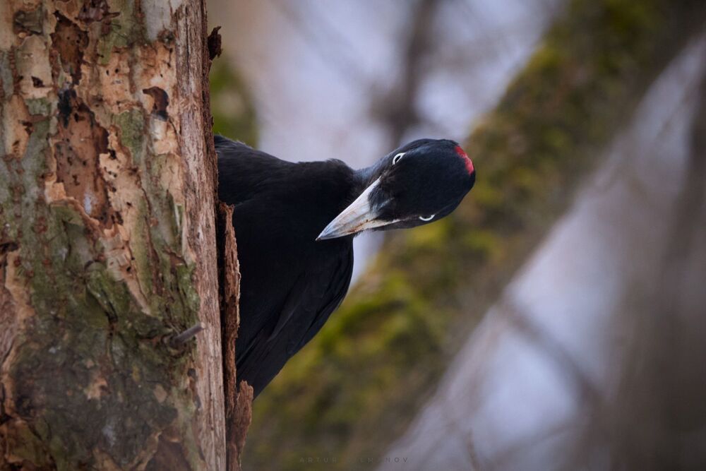 Photo 2420563
