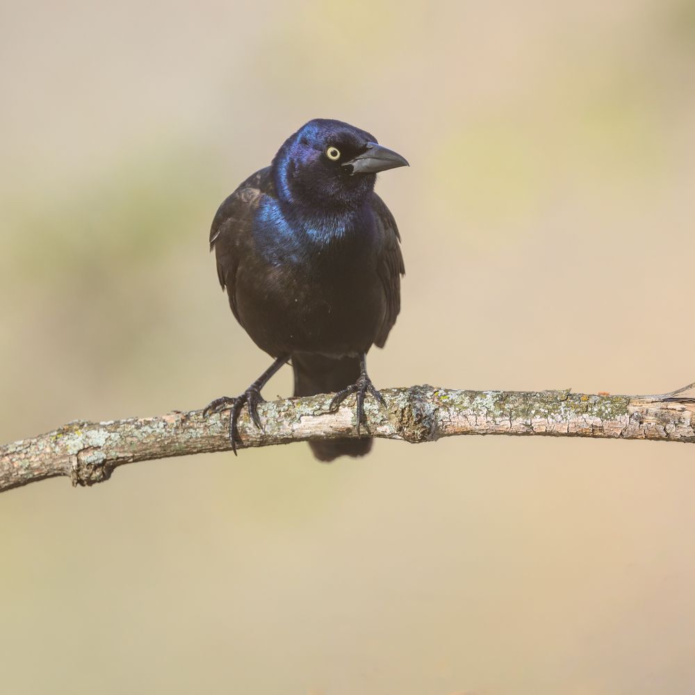 Common grackle