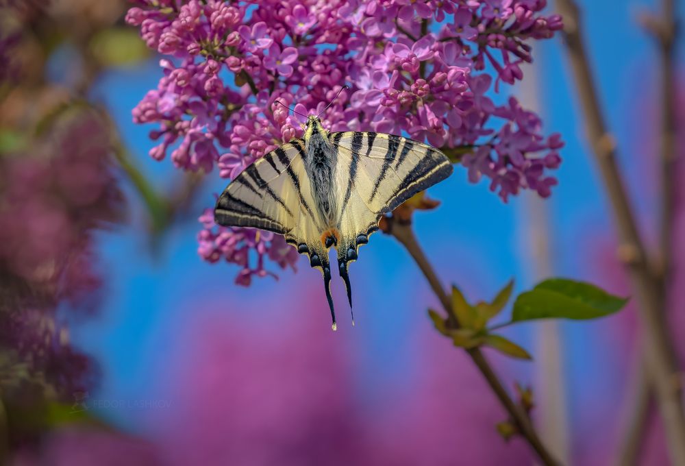 Подали́рий (лат. Iphiclides podalirius) &mdash; бабочка семейства парусников (Papilionidae). Вид назван в честь Подалирия, в древнегреческой мифологии &mdash; знаменитого врача, сына Асклепия и Эпионы. В Красной книге РФ и Белгородской области.